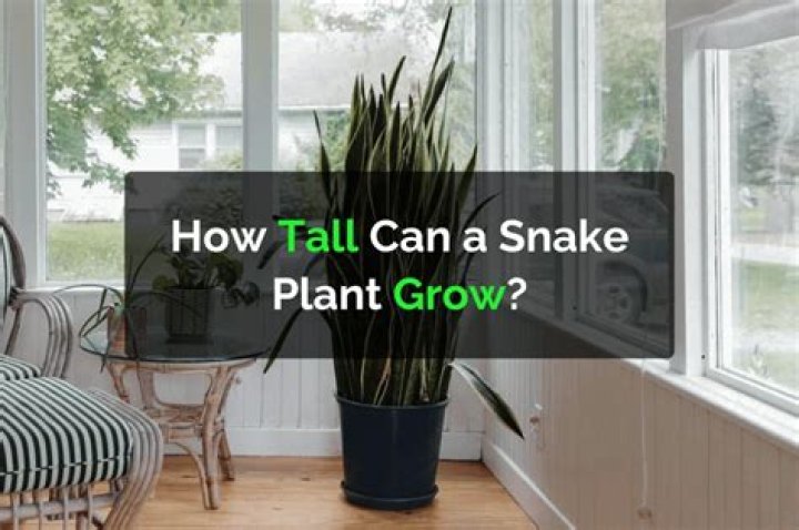 Do snake plants grow babies?