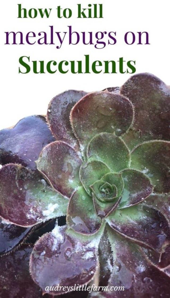 Do succulents cause bugs?