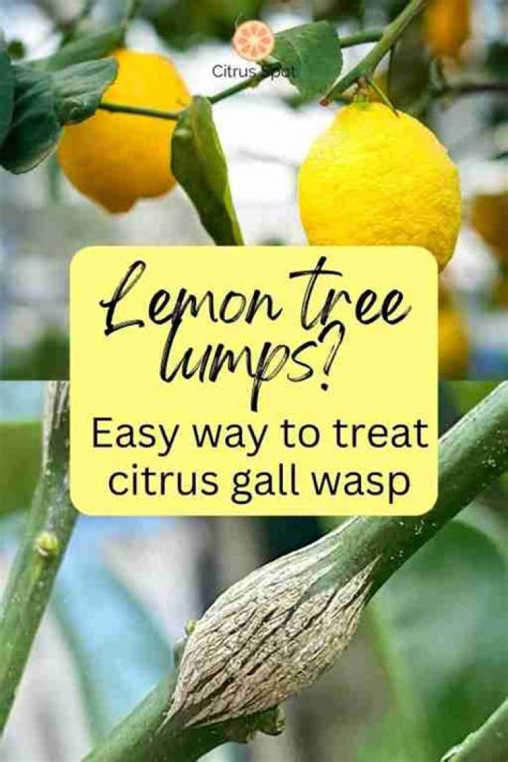 Do wasps like lemon?