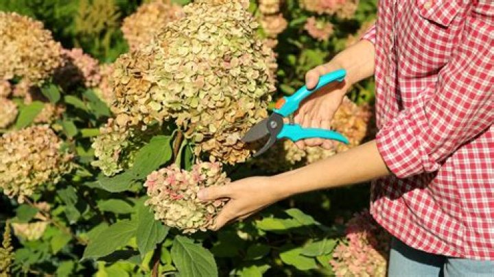 Do you cut dead branches off hydrangea?