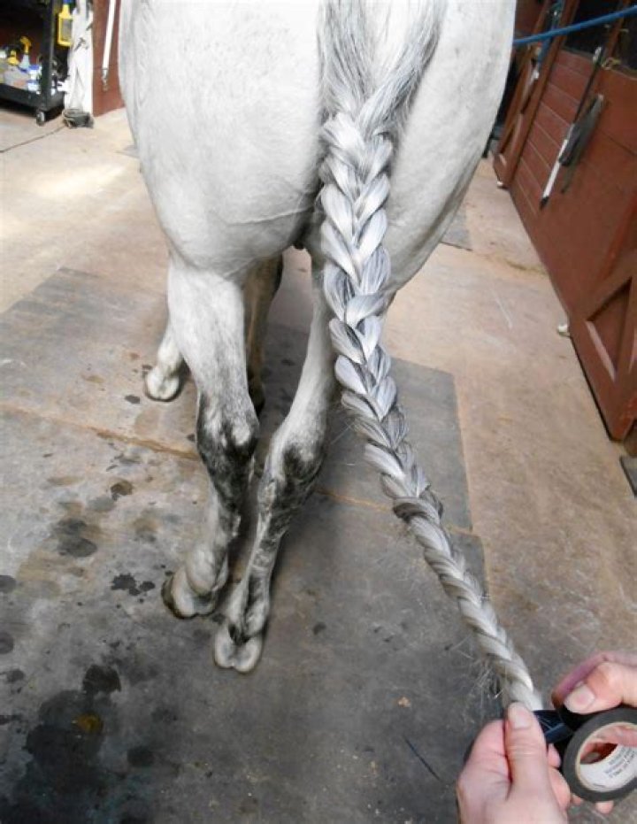 Does bacon grease make horse hair grow?