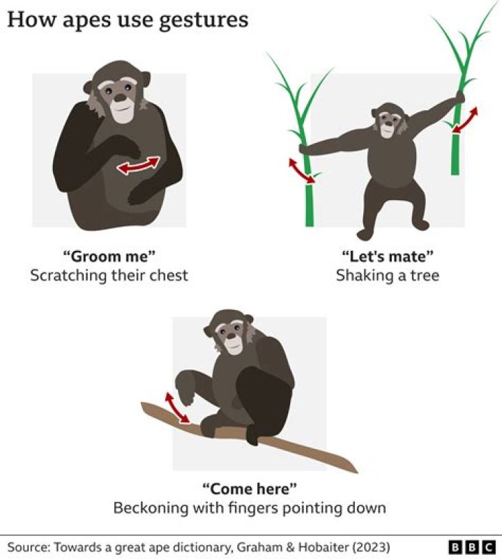 Does Bored Ape have royalty?