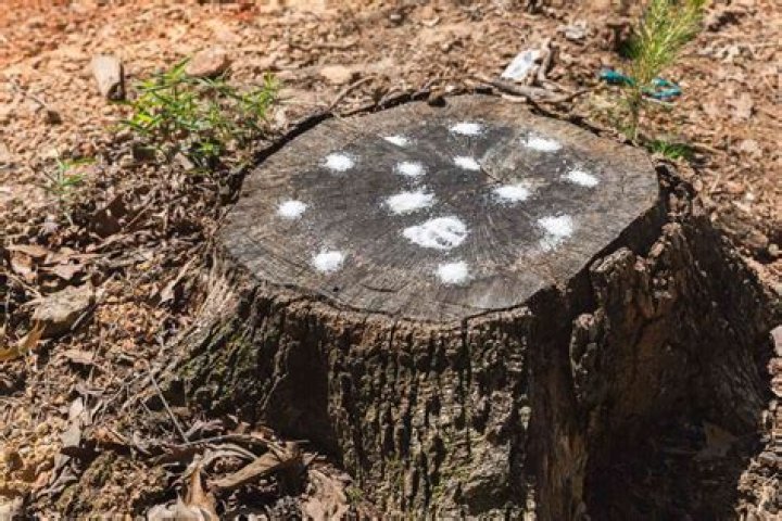 Does Epsom salt kill tree roots?