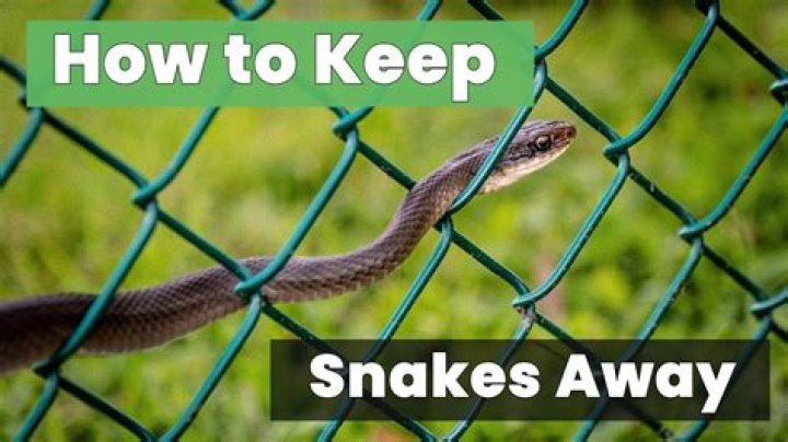 Does having a cat keep snakes away?