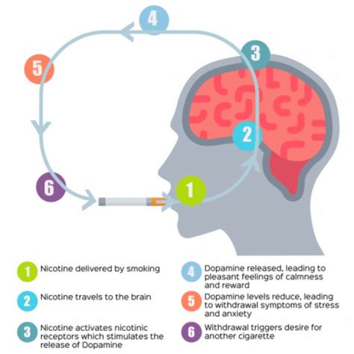 Does nicotine calm down ADHD?