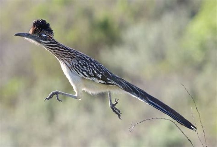 Does Paisano mean Roadrunner?