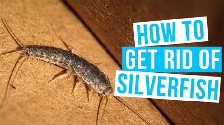 Does peppermint oil keep silverfish away?