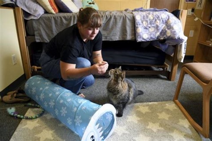 Does Yale allow pets in dorms?