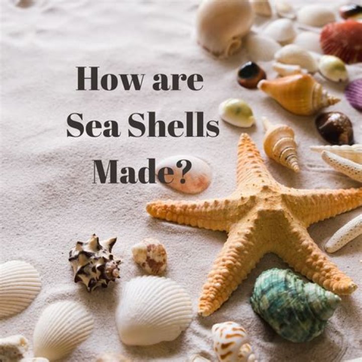 How are shells born?