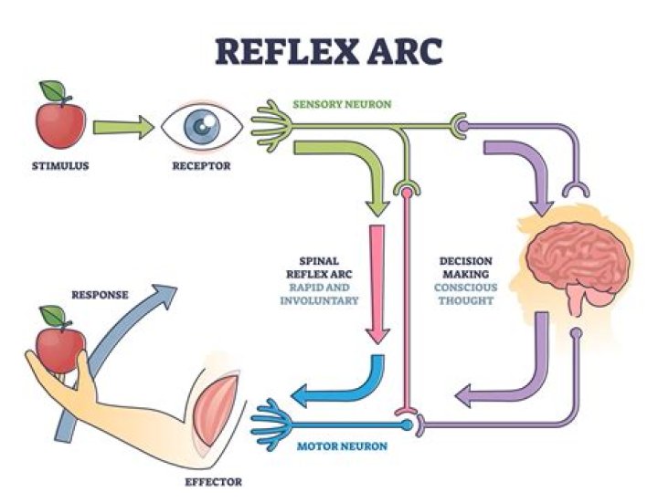 How are somatic and autonomic reflexes similar and different?