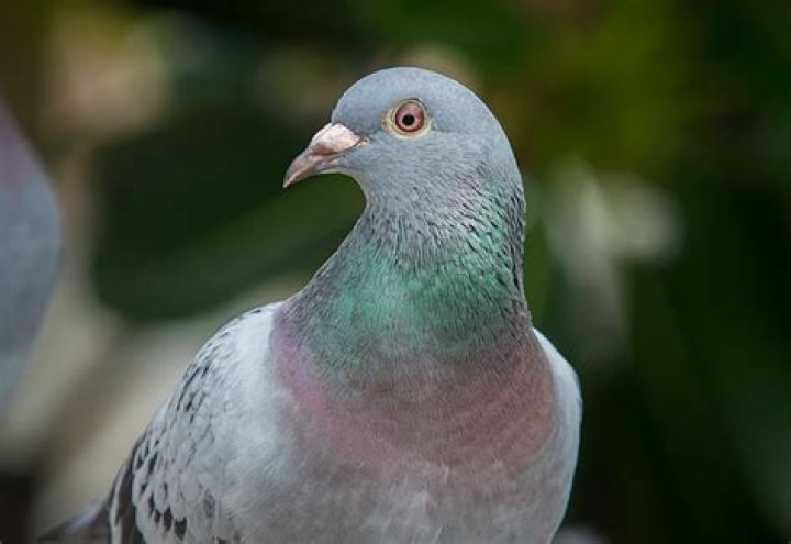 How can I feed my garden birds but not pigeons?