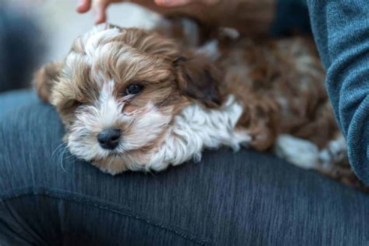 How do I choose a puppy personality?