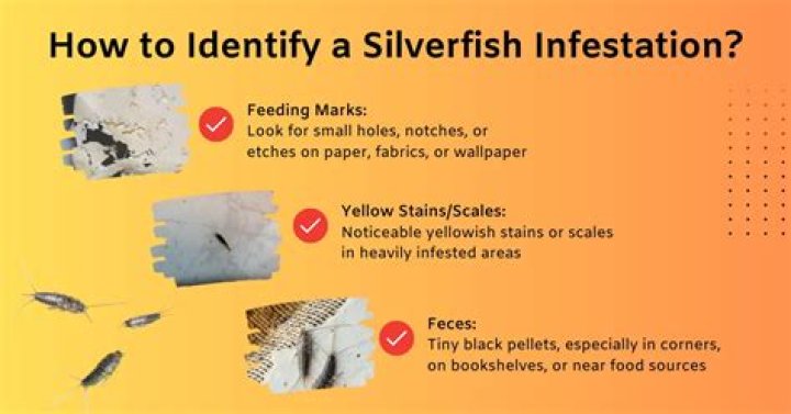 How do I protect my clothes from silverfish?