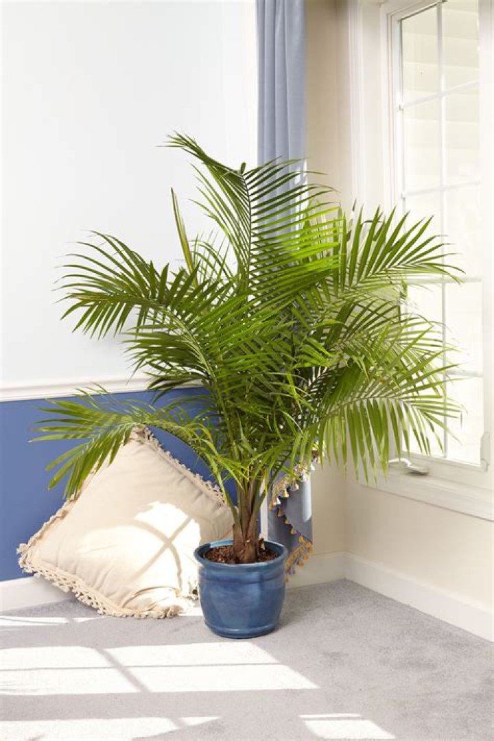 How do you care for a potted palm plant indoors?