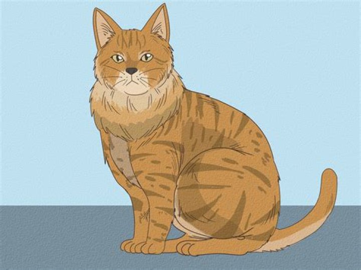 How do you know if your cat is loyal?