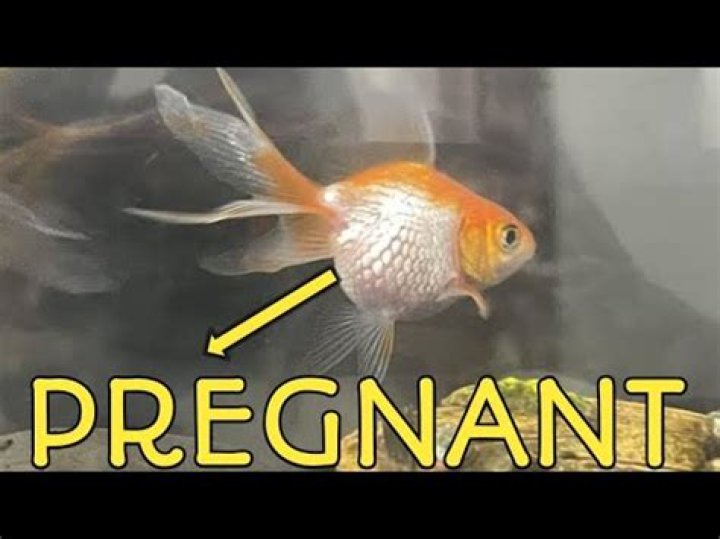 How do you know if your goldfish is pregnant?