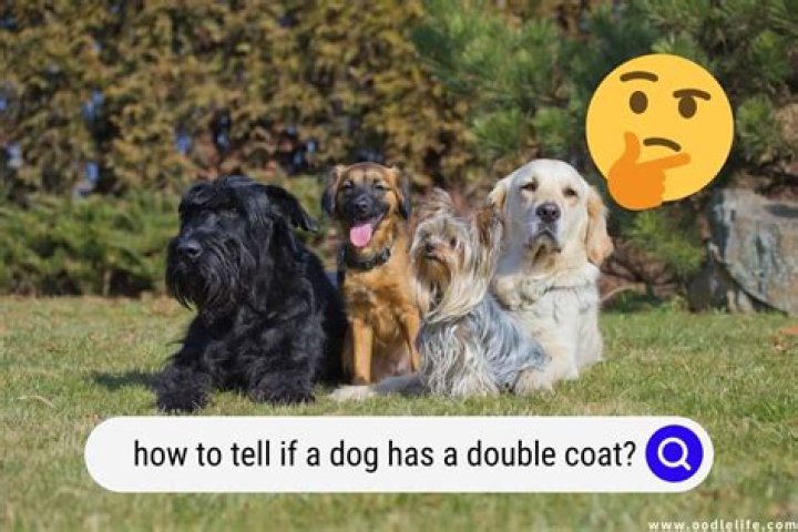 How do you know if your Poodle loves you?