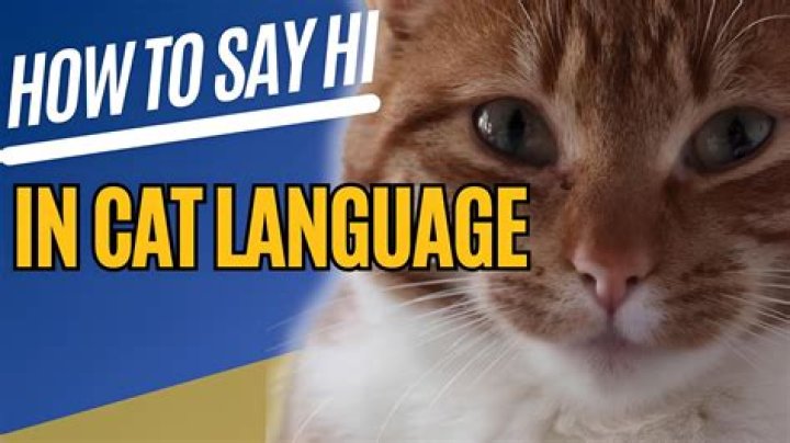 How do you say cat in Navajo?