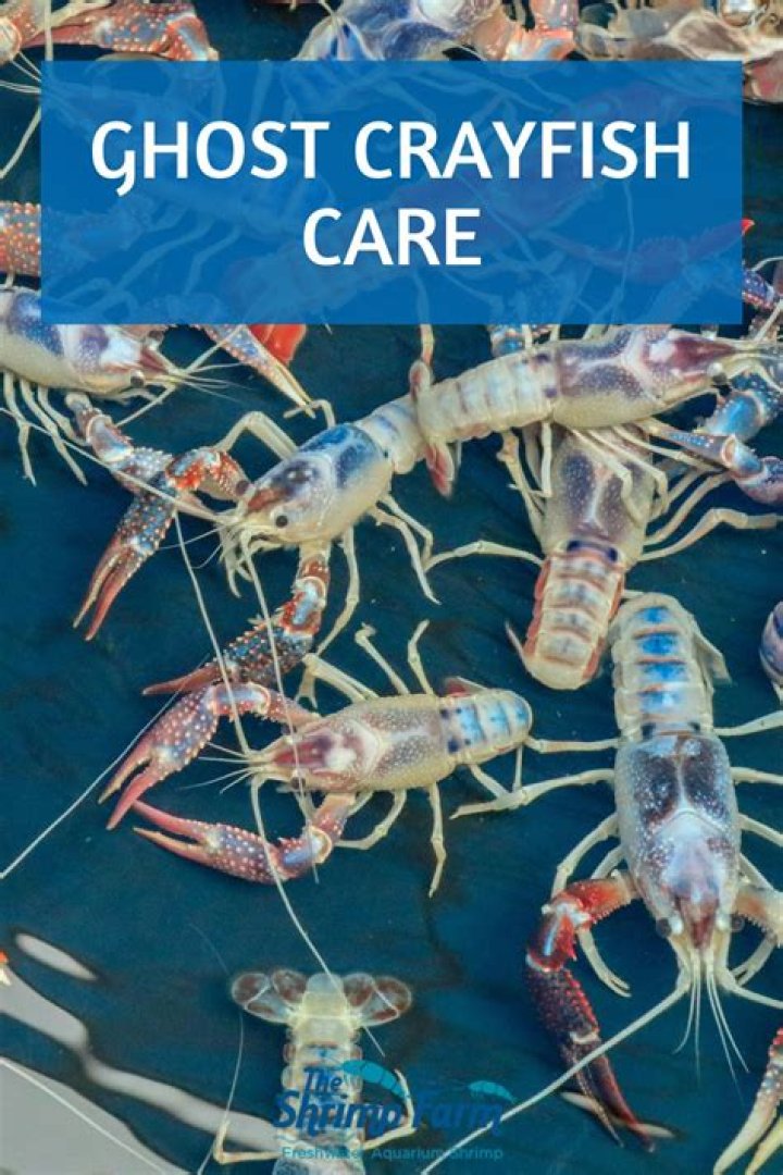 How do you take care of a ghost crayfish?