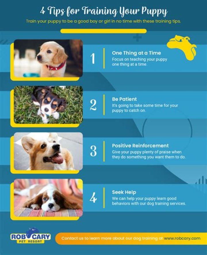 How do you train a dog to let you know they have to pee?