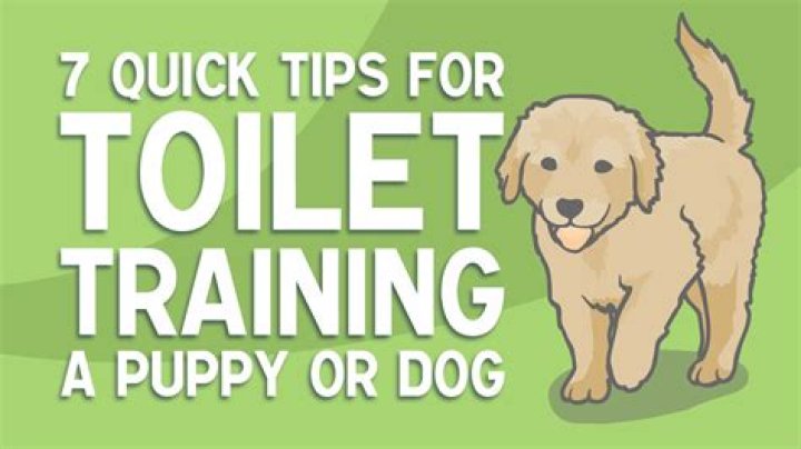 How do you train a puppy to pee outside?