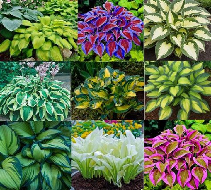 How do you winterize a hosta plant?