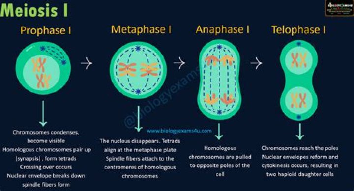 How is prophase 1 and 2 different?