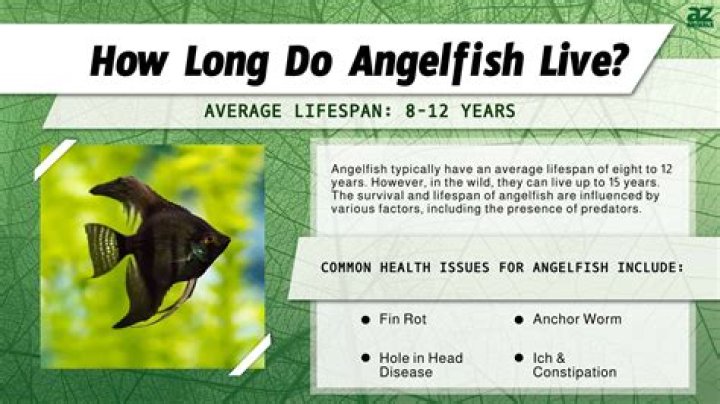 How long can a fairy live?