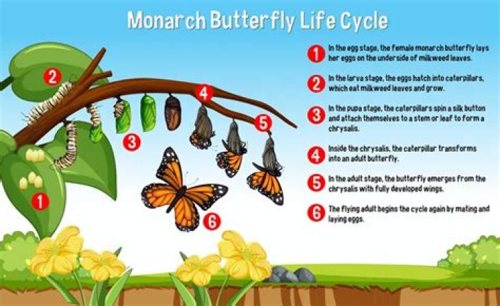 How long can butterflies go without food?