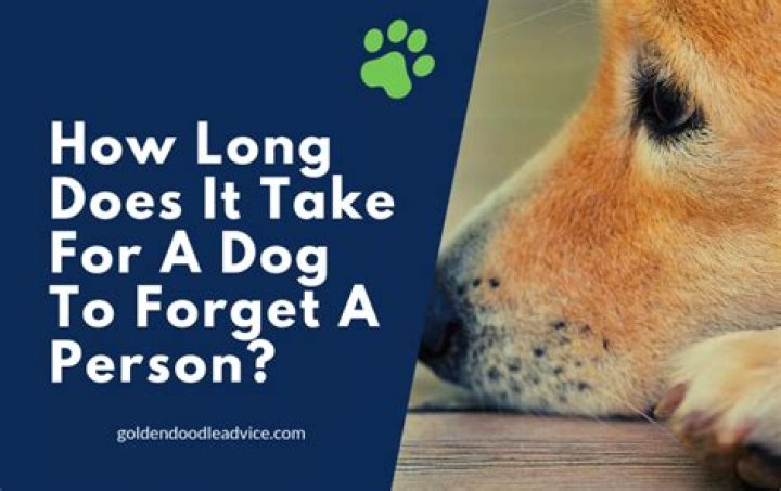 How long does it take a dog to forget their owner?