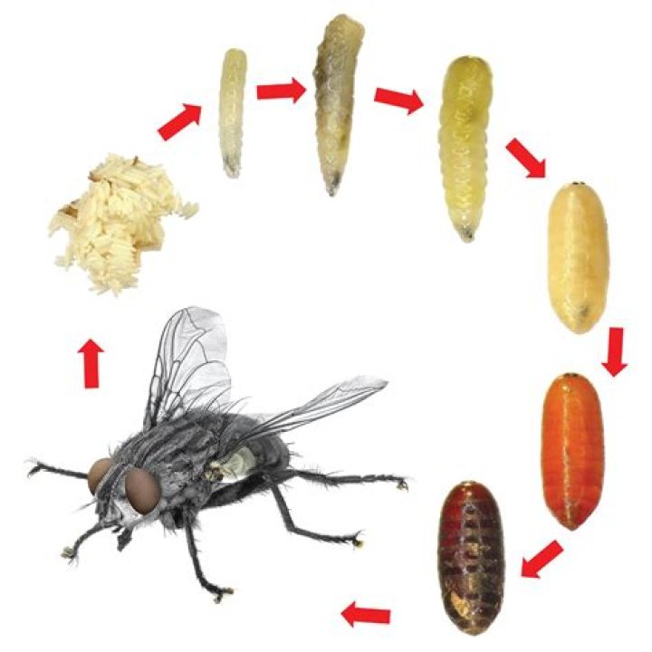 How long does it take a maggot to turn into a fly?