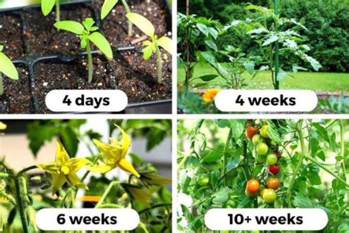 How long does it take for a tomato plant to grow from a seed?