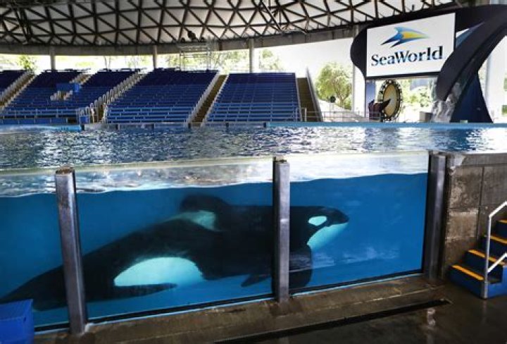 How many orcas are still in captivity 2021?