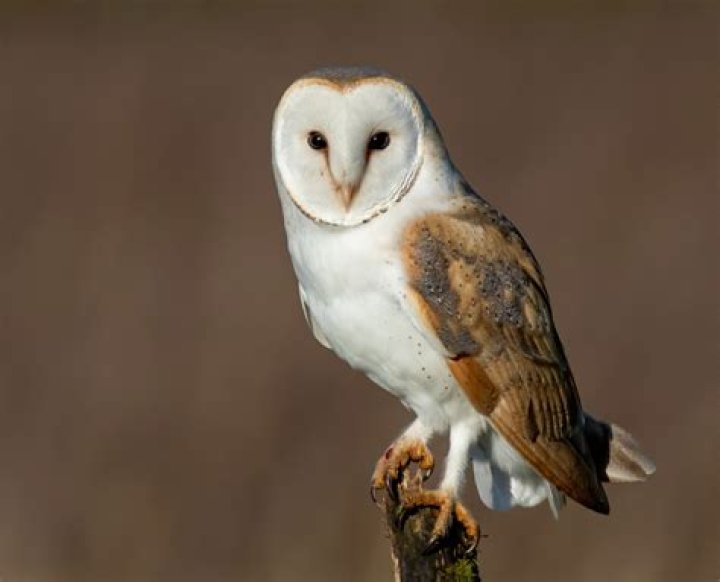 How many real owls were used in Harry Potter?
