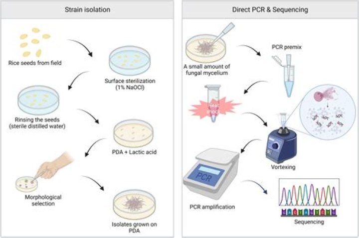 How much is PCR test in Philippines?