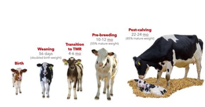 How often do heifers go into heat?