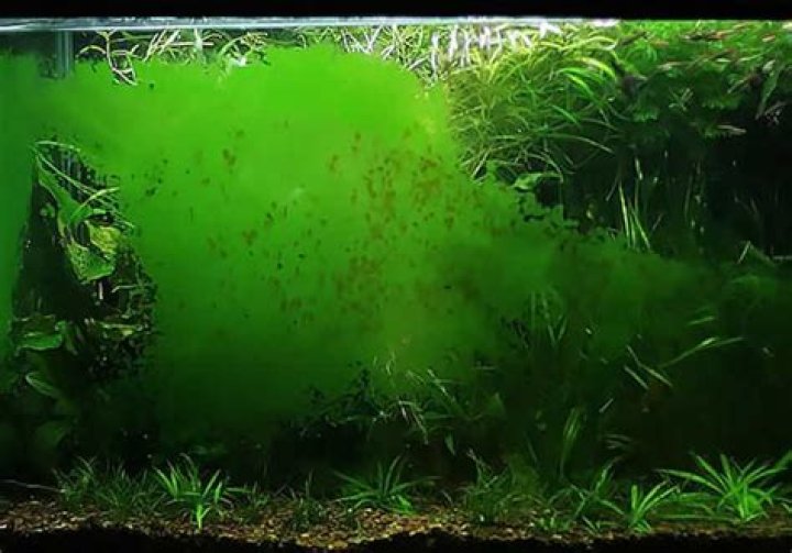 Is algae in a fish tank bad?