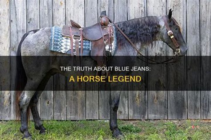 Is Blue Jeans Miley's real horse?