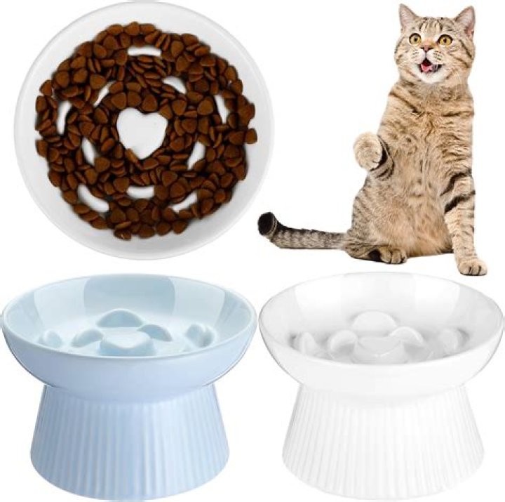 Is chocolate worse for cats or dogs?