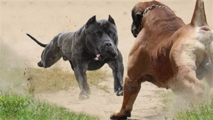 Is dog fighting illegal in Australia?
