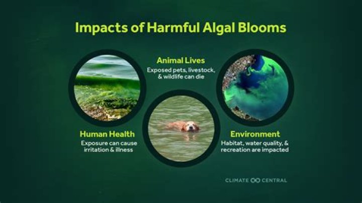 Is downy mildew harmful to humans?