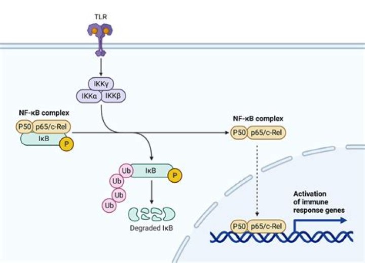 Is EGCG safe?