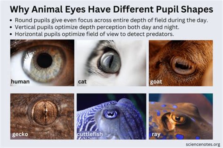 Is it possible for humans to have slit pupils?