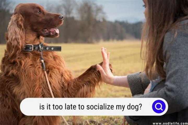 Is it too late to socialize dogs?