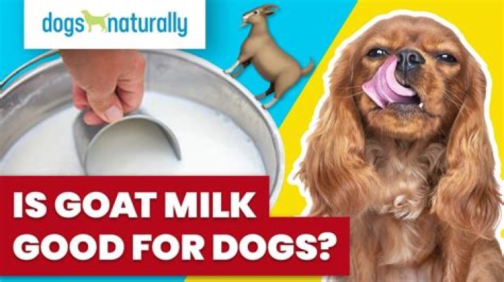 Is milk good for a dog?