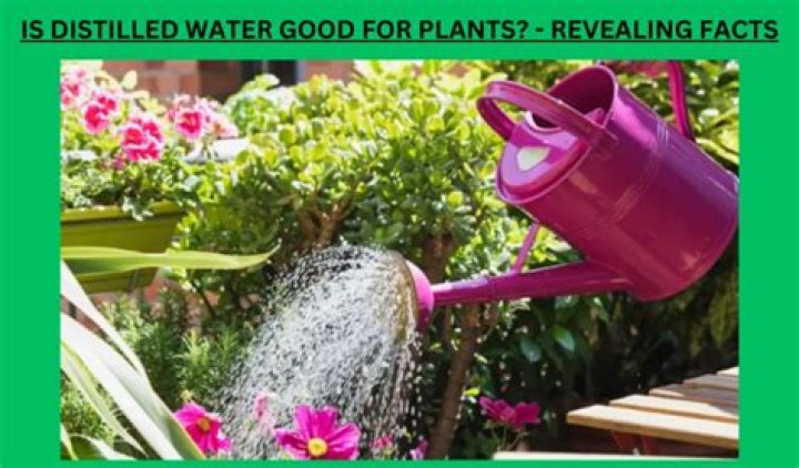 Is Rotten water good for plants?