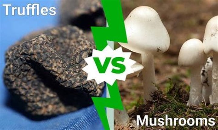 Is truffle a mushroom?