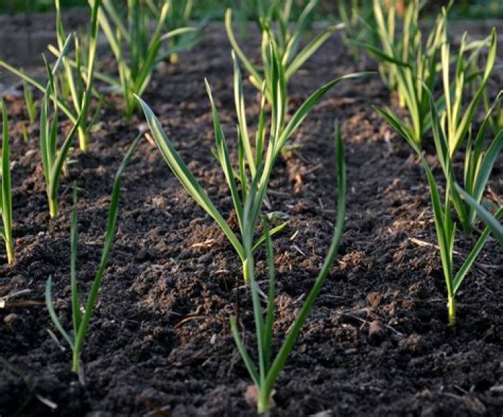 Should I fertilize after transplanting?
