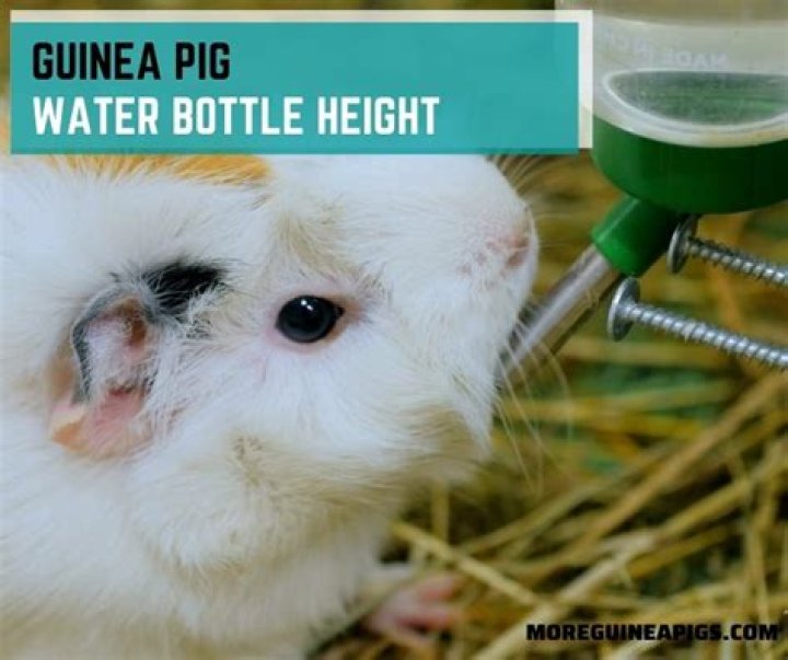 Should I give my guinea pig a water bowl or bottle?