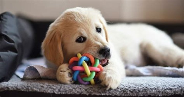 Should you leave toys in dog crate?